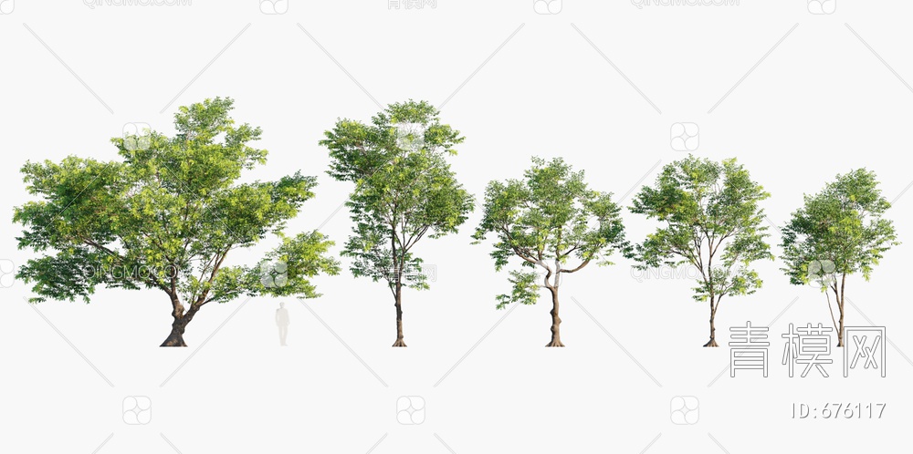 树 欧洲白蜡树