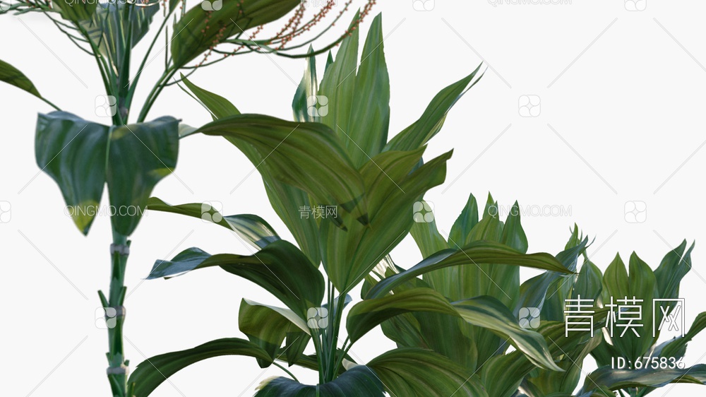 树 棕榈 燕尾葵