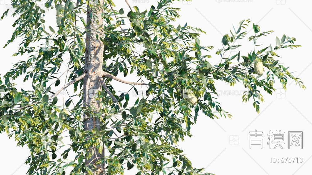 昆士兰贝壳杉 杉树