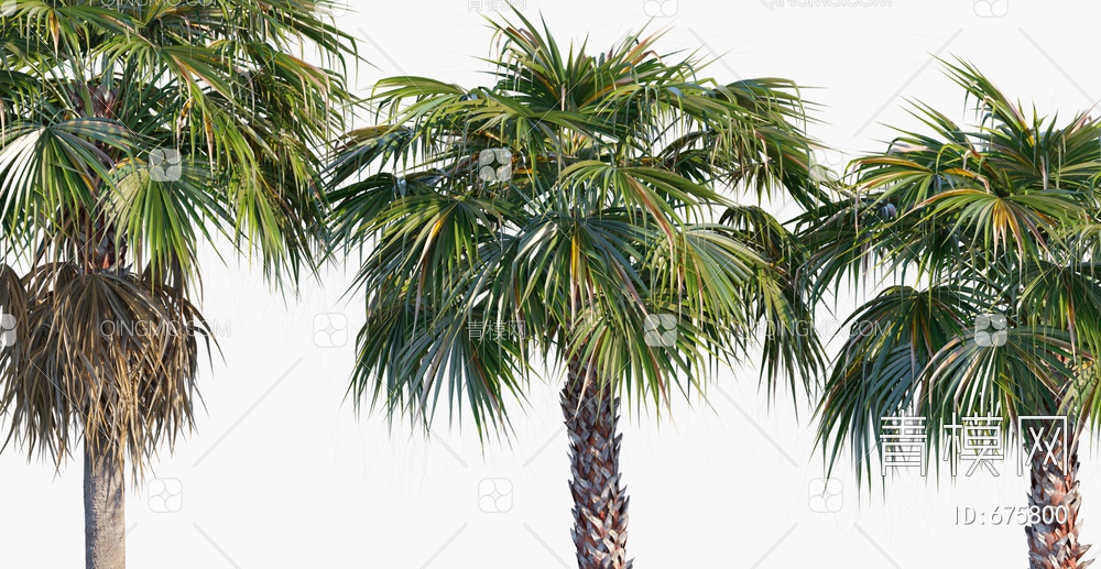 树 棕榈