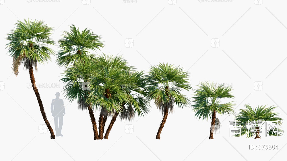 树 棕榈 沼地棕
