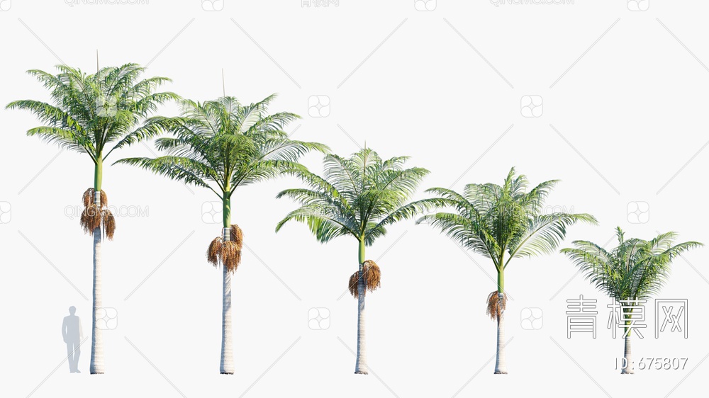 树 棕榈 假槟榔