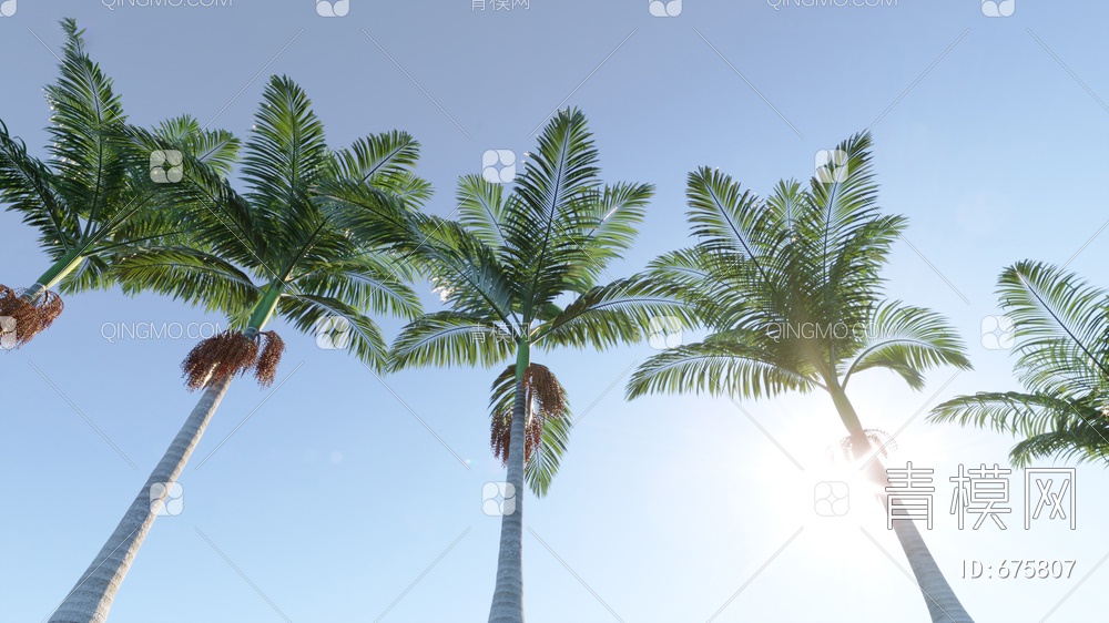 树 棕榈 假槟榔