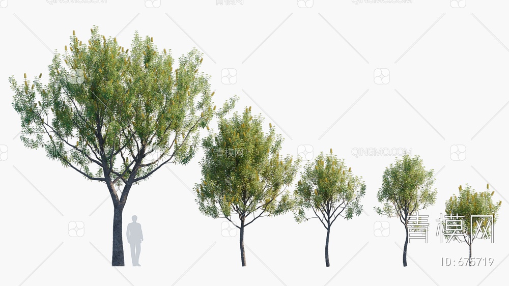 斑克木 树