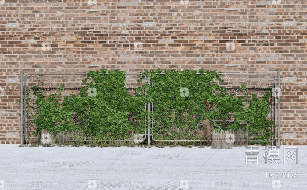 藤蔓植物 绿植墙