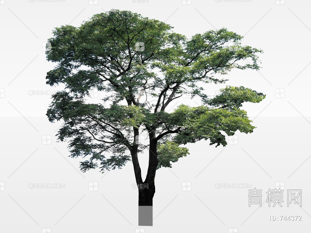 2D树 2D树木 景观树
