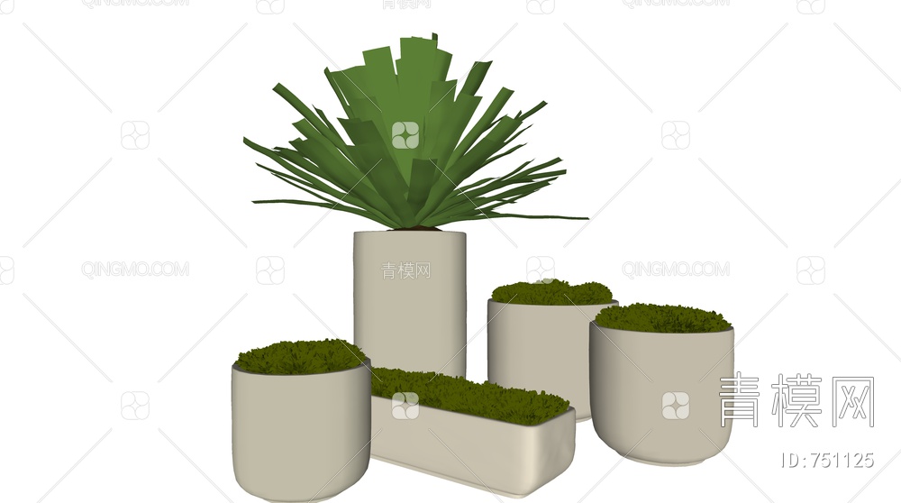 苔藓植物小盆栽