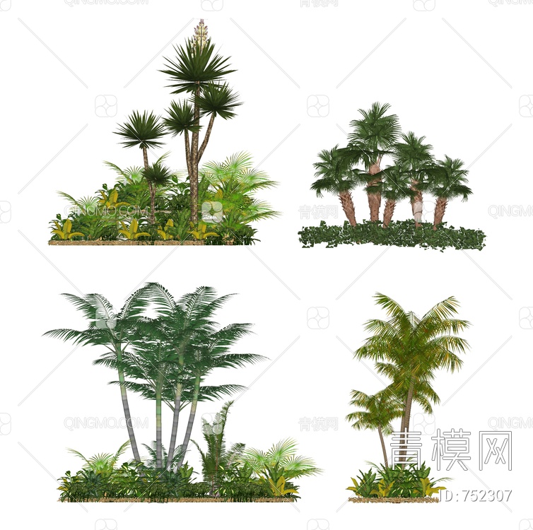 景观植物丛 灌木盆栽