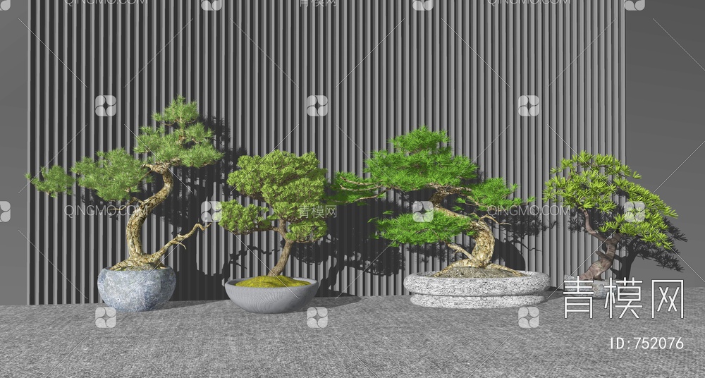 松树盆栽 盆景