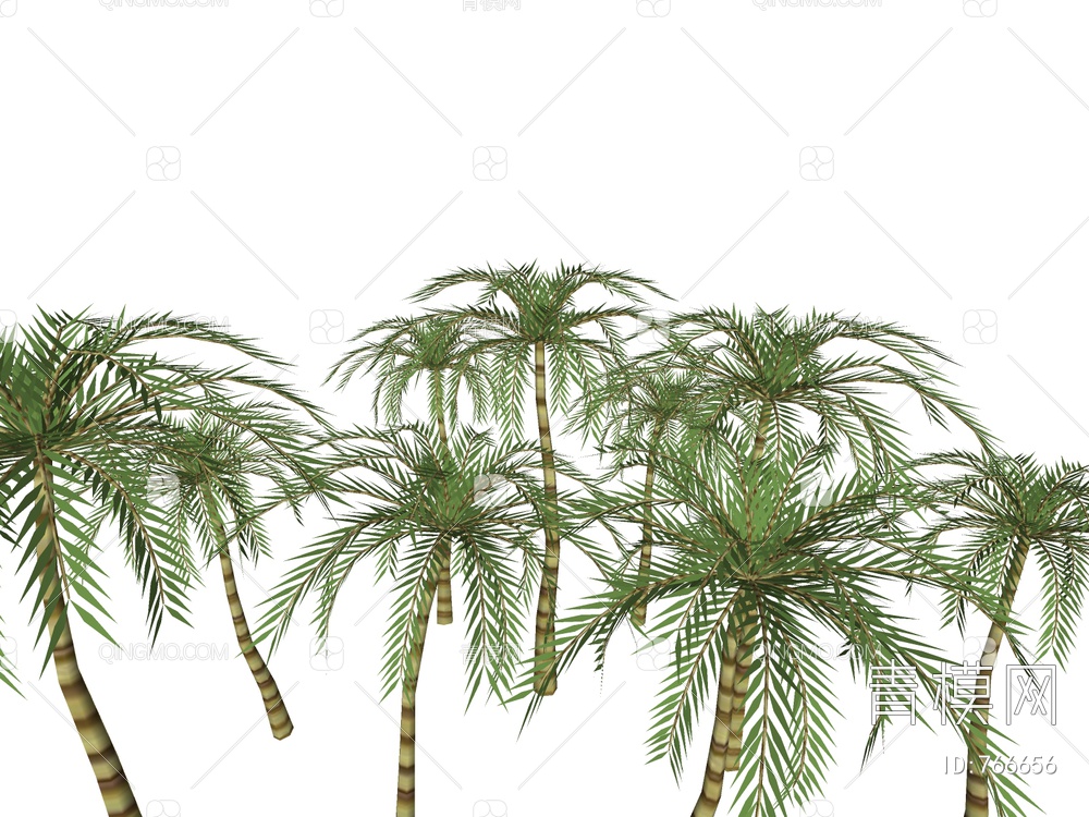 棕榈 热带植物