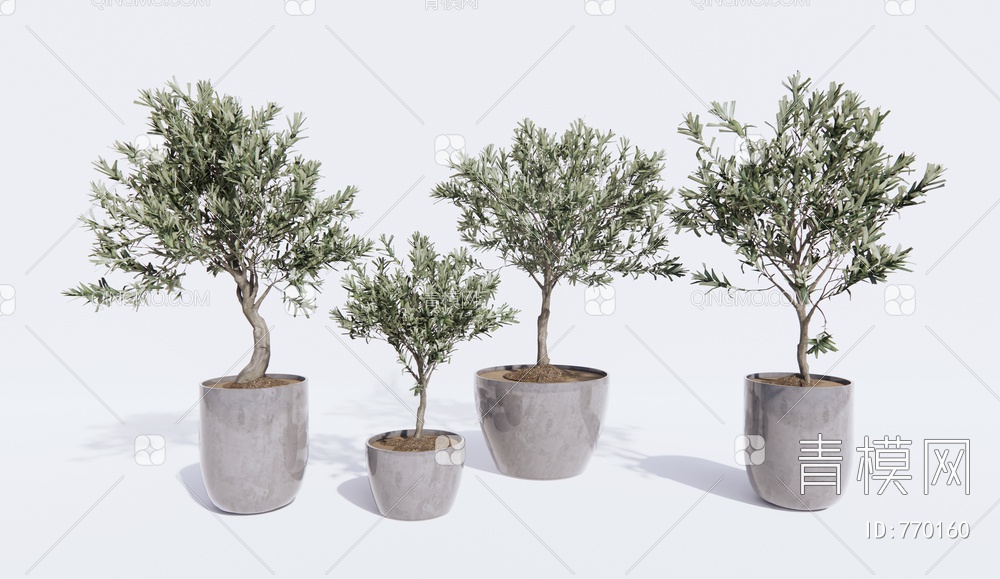 植物盆栽 小树木