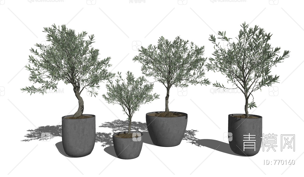 植物盆栽 小树木