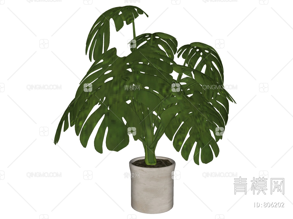 盆栽龟背竹
