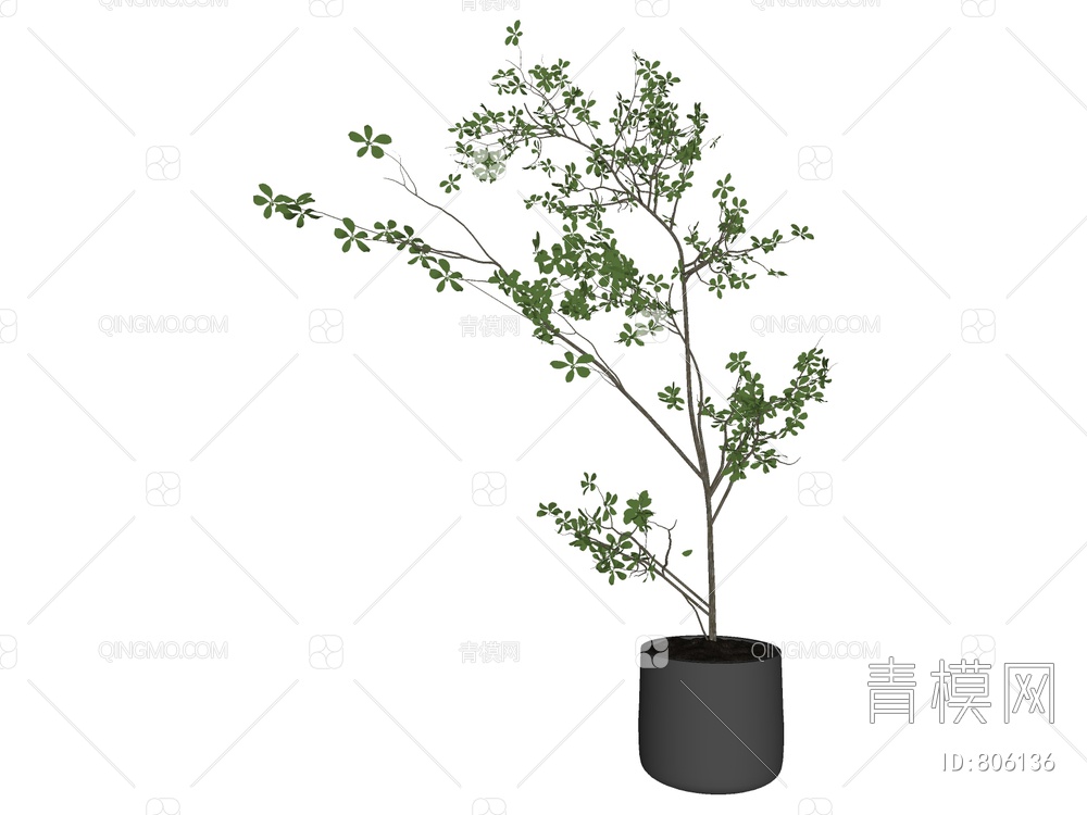 绿植 盆栽树