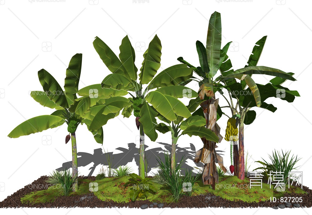 香蕉树 芭蕉树 花草植被