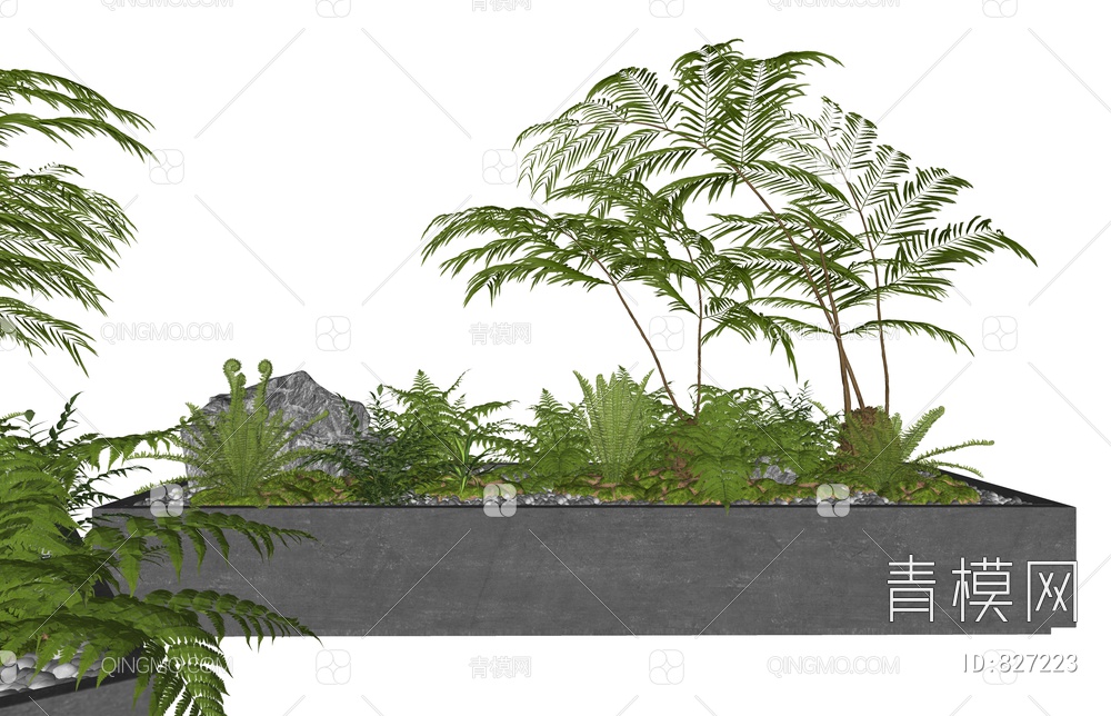植物盆栽 蕨类盆景