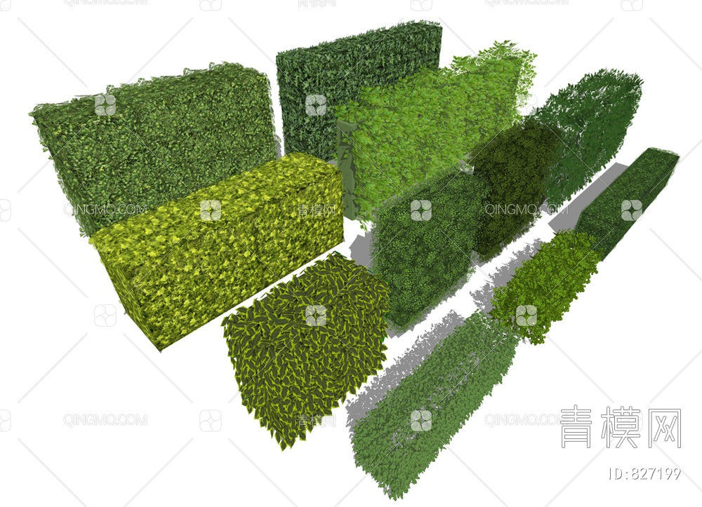 植物绿篱墙