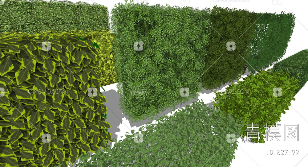 植物绿篱墙