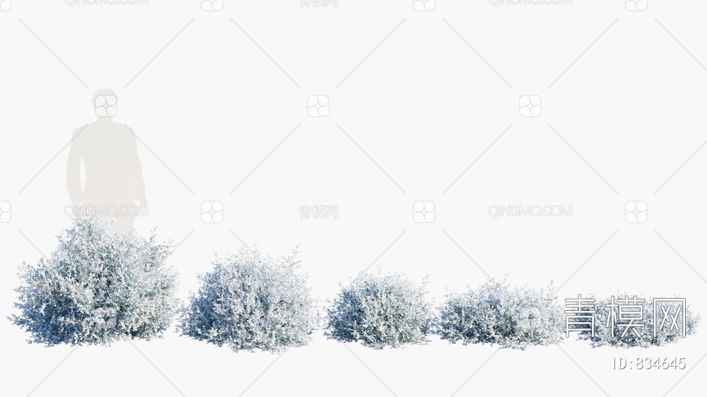 刺毛鼠李‘银边 灌木 灌木丛