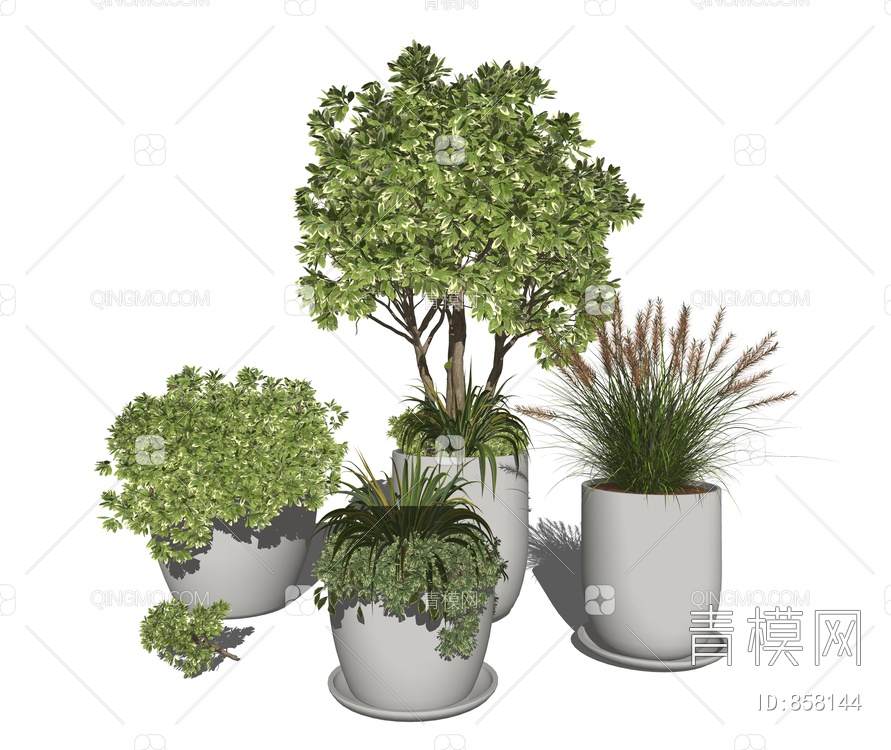 植物盆栽 观赏盆景 植物