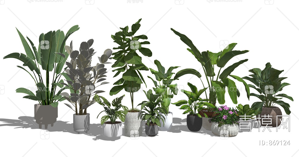 植物盆栽