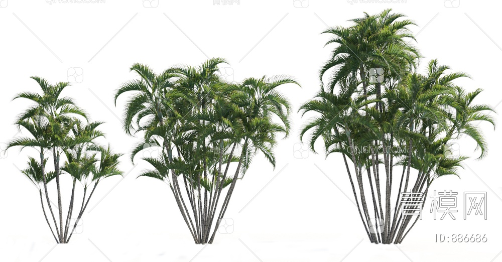 植物 散尾葵