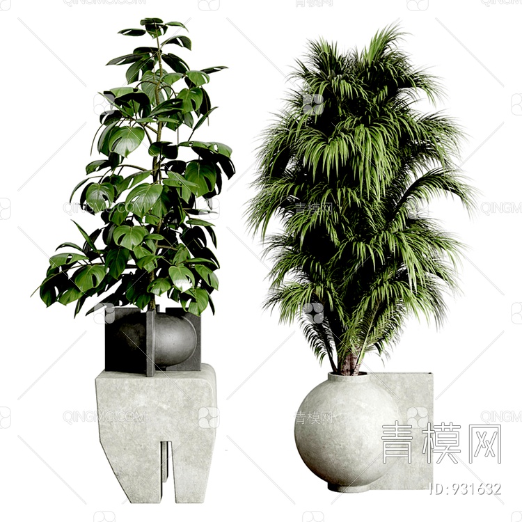 龟背竹 棕榈 植物