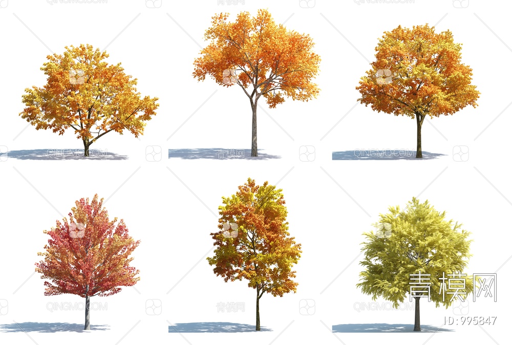 树 树木 秋季树木 秋天
