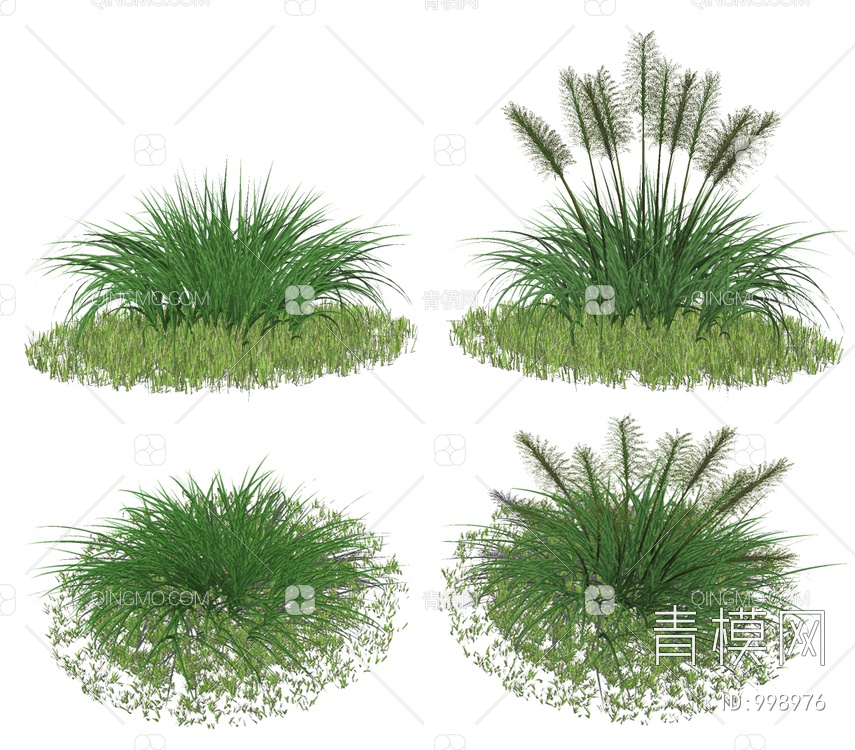 芦苇植物灌木