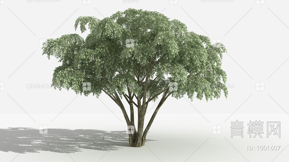 垂叶榕 灌木 树 植物