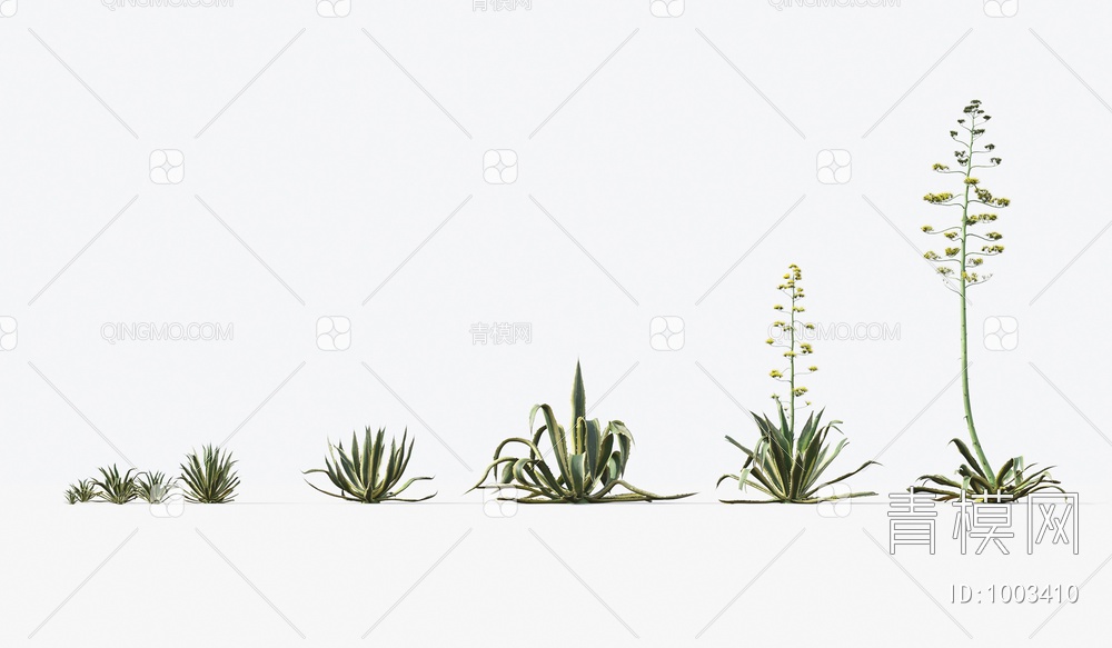 沙漠植物花草