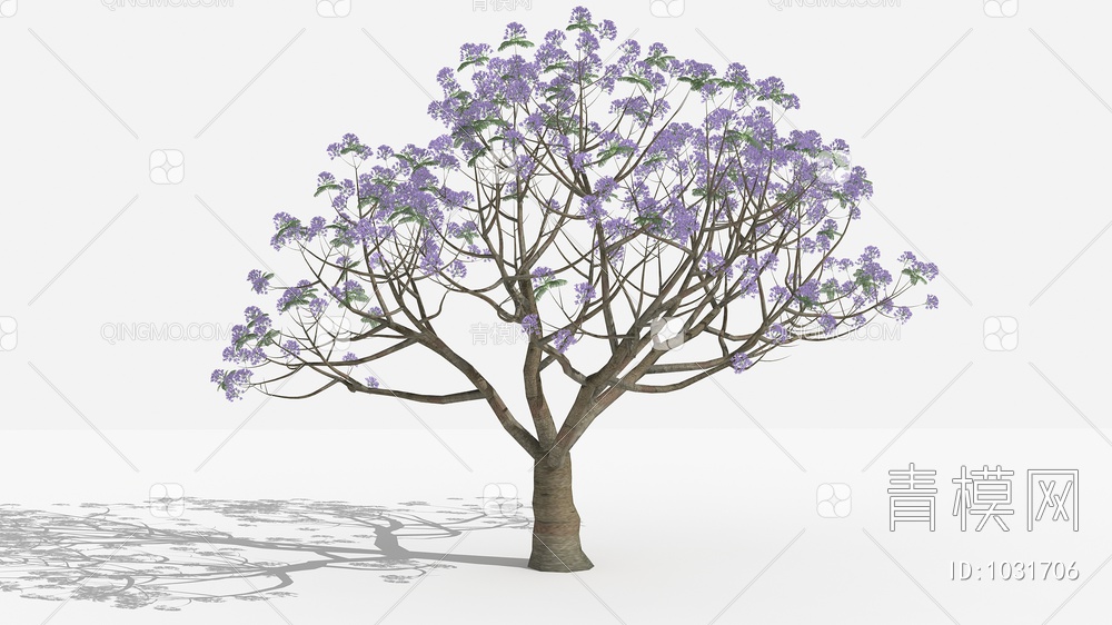 兰花楹 灌木 树