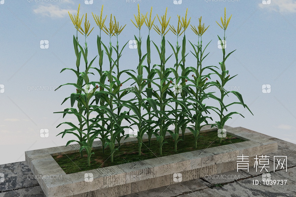 玉米植物