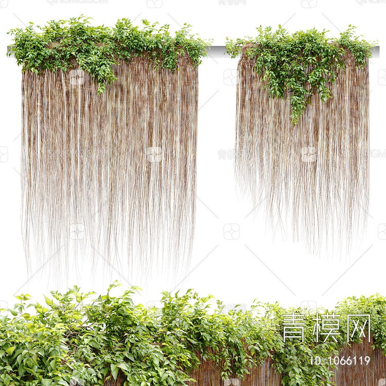 吊兰 植物 植物墙