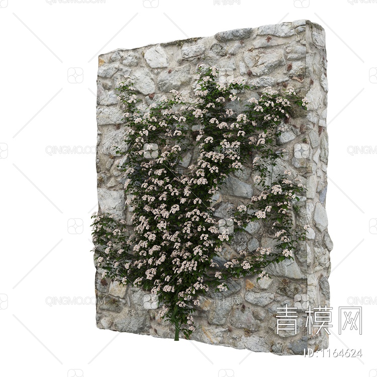 墙壁植物