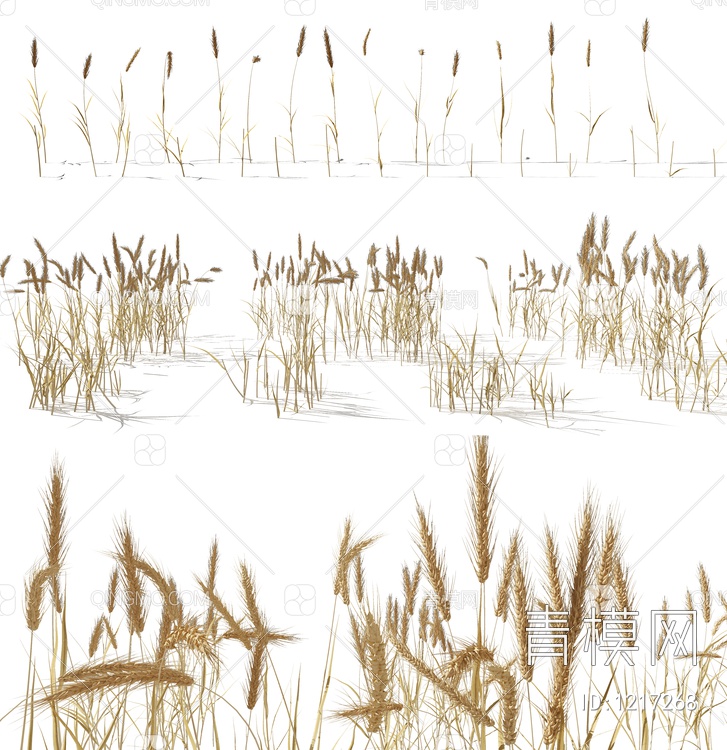 小麦 麦穗 稻草 水稻