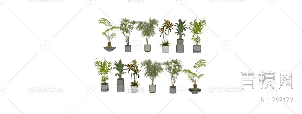 植物盆栽