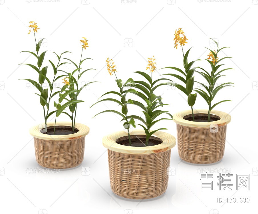 绿色植物 花盆盆栽