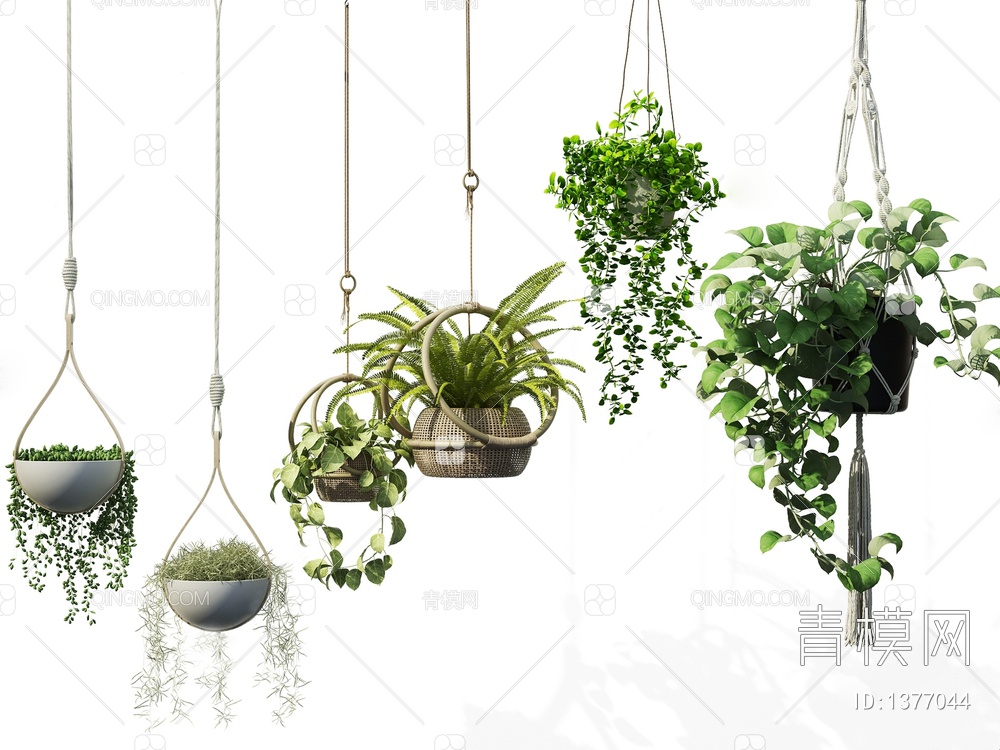 吊篮 盆栽 植物