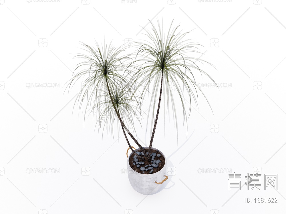 室内植物盆栽