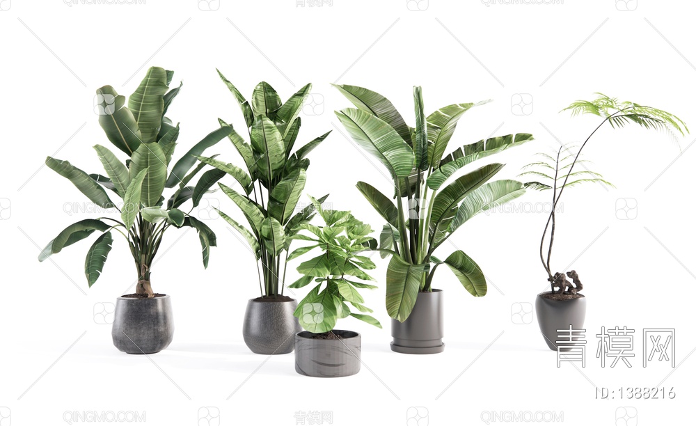 植物盆栽 芭蕉 蕨类植物