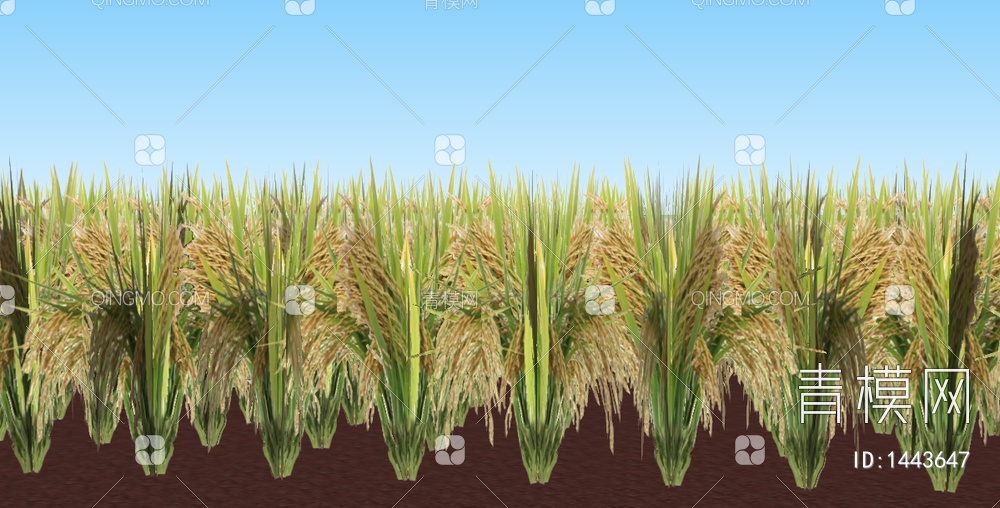 水稻植株 玉米 植物 田地 草地 户外