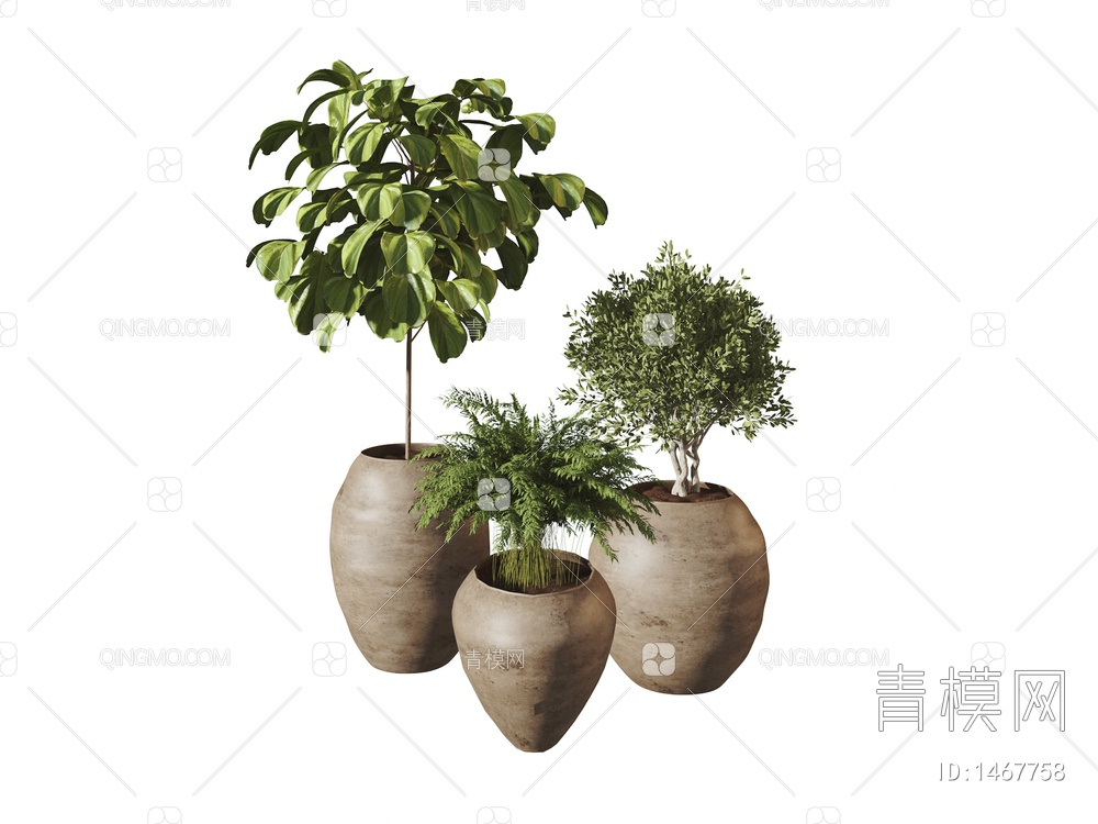 盆栽 植物