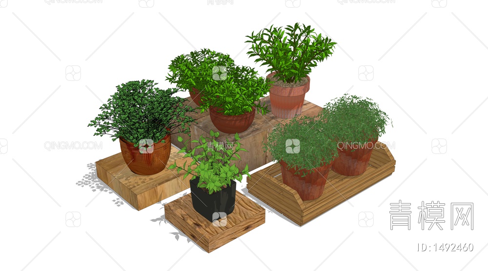室内植物盆栽