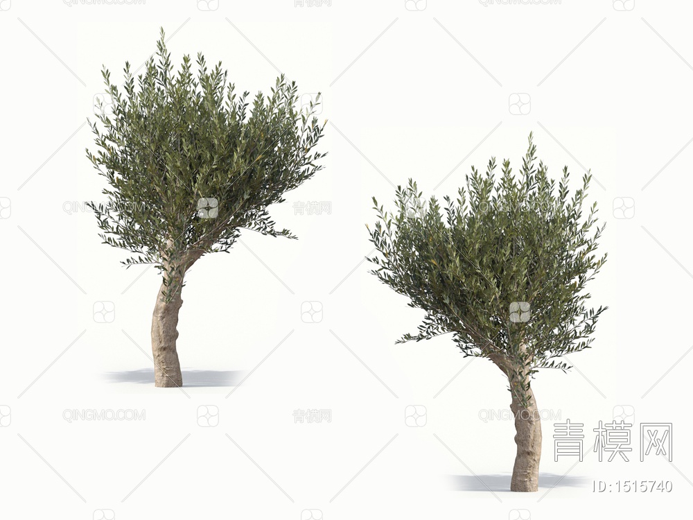 橄榄树 油橄榄 乔木 树