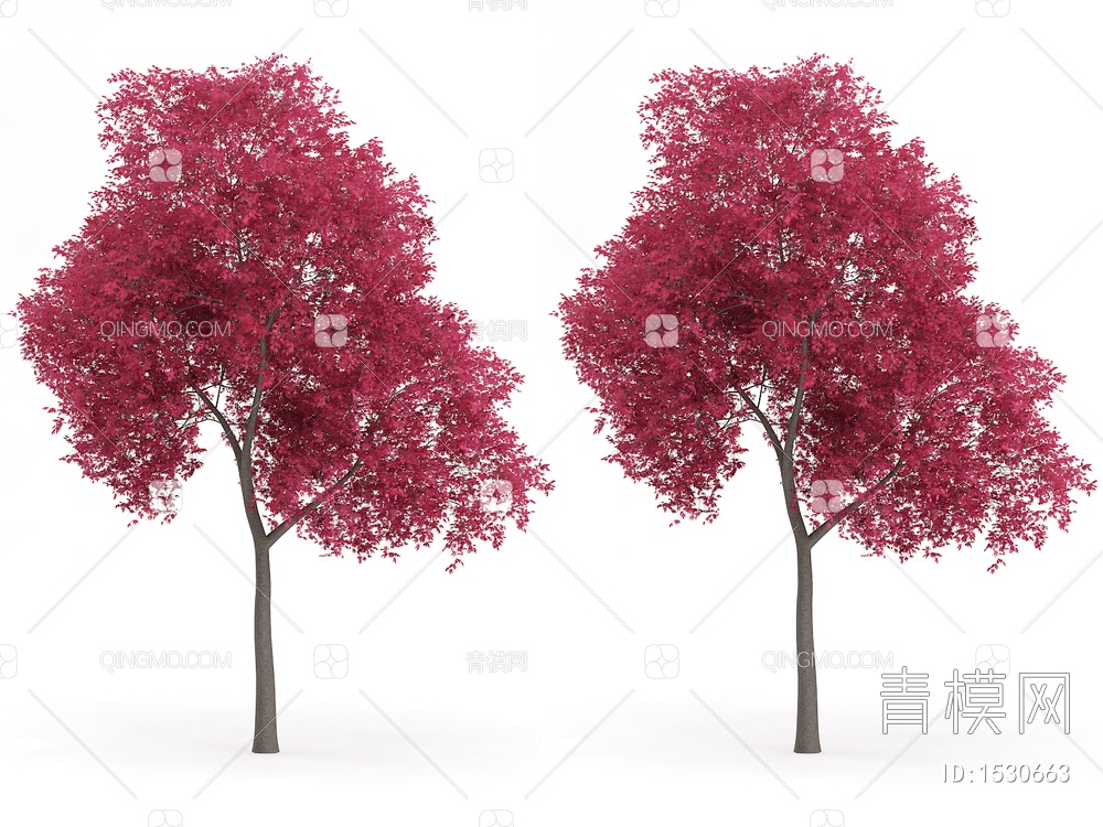 红枫 槭树