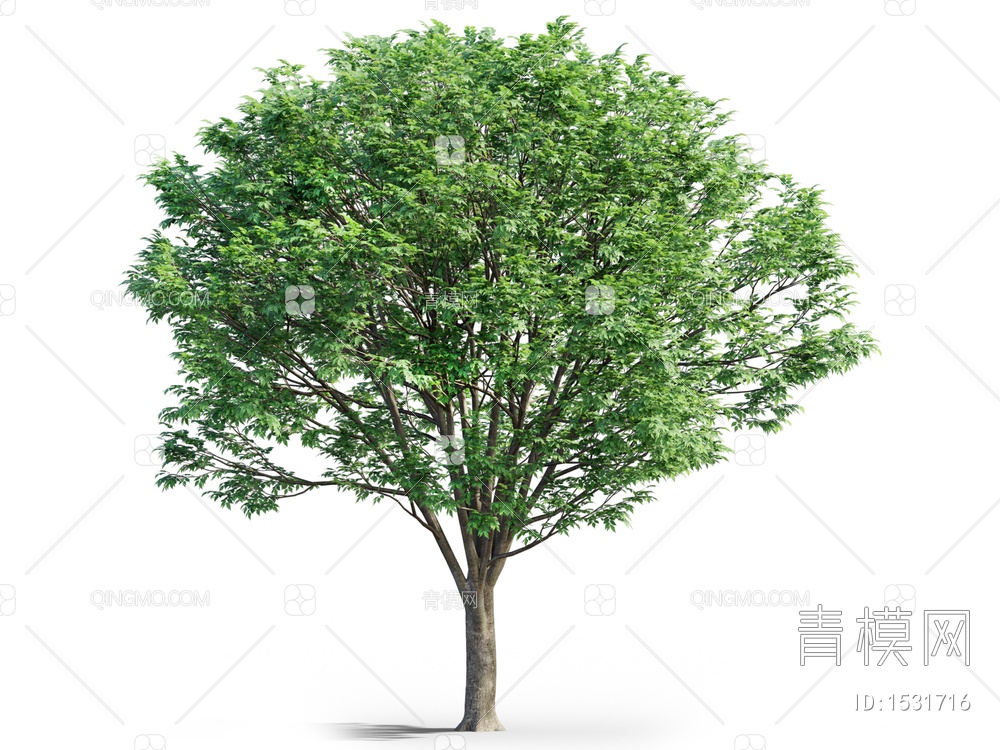 黄连木，楷树，黄楝树，药树，药木，落叶乔木，榉树，沙榔树，毛脉榉，大叶榉，
