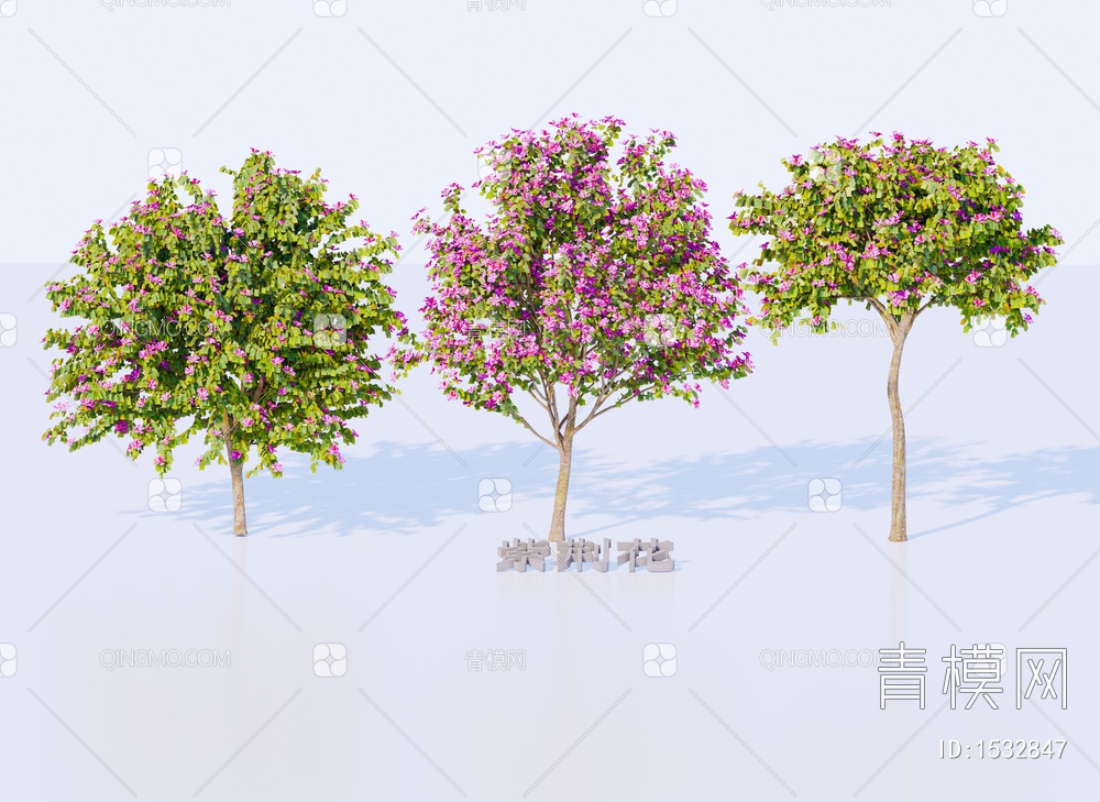 紫荆花树 景观树 行道树 开花树 羊蹄甲树 乔木