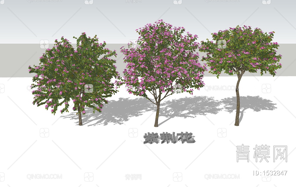 紫荆花树 景观树 行道树 开花树 羊蹄甲树 乔木