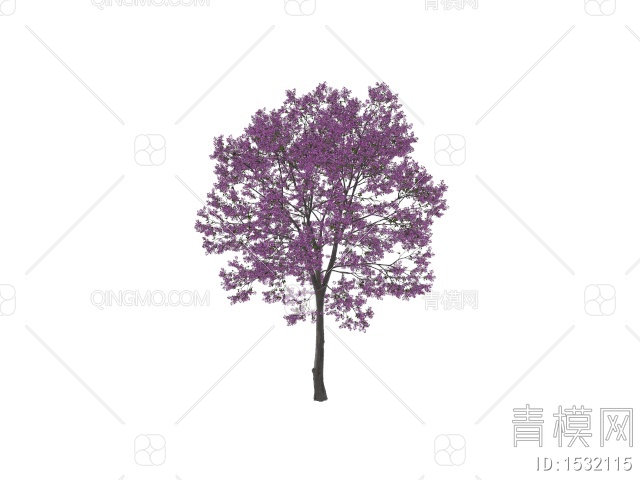 紫花风铃木 开花树